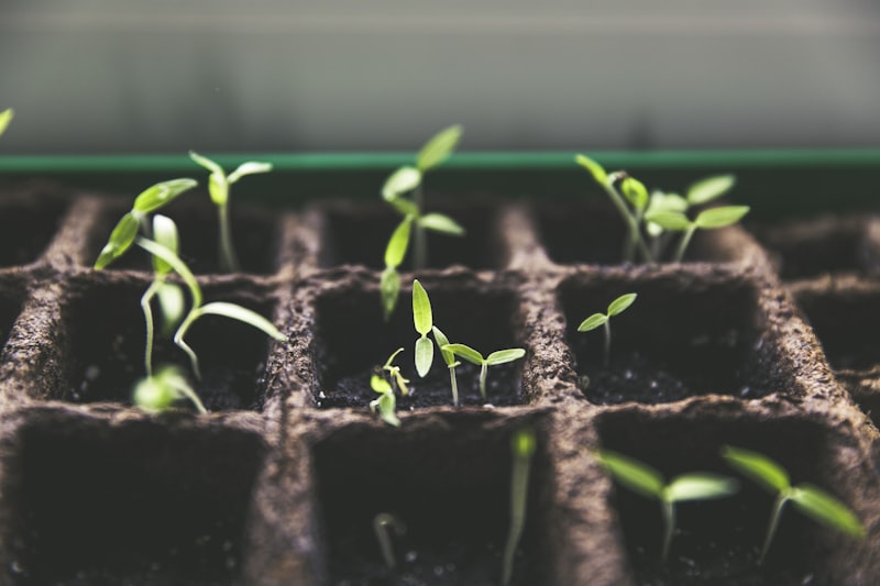 Tren berkebun tanaman hias permintaan bibit meningkat